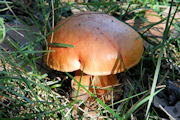 Fungus 2